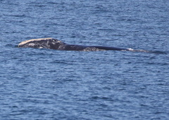 Eubalaena glacialis