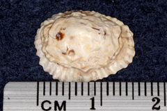 Siphonaria australis