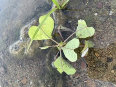 Mikania scandens