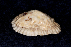 Siphonaria australis