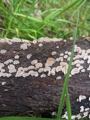 Panellus luxfilamentus
