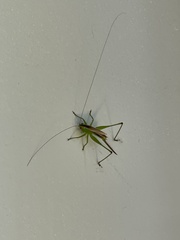Conocephalus brevipennis