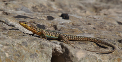 Podarcis filfolensis maltensis