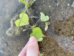 Mikania scandens