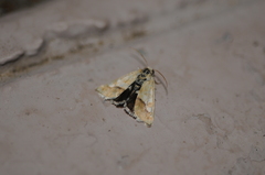 Heliothodes diminutiva