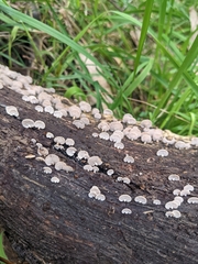 Panellus luxfilamentus