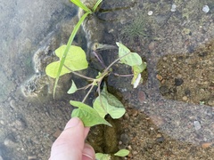 Mikania scandens