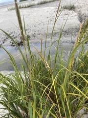 Sporobolus alterniflorus