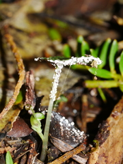 Corybas trilobus