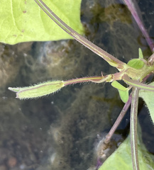 Mikania scandens