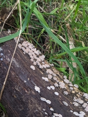 Panellus luxfilamentus