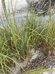 Sporobolus alterniflorus