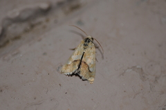 Heliothodes diminutiva