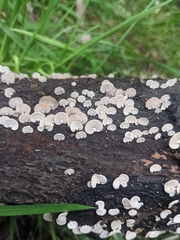 Panellus luxfilamentus