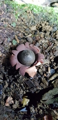 Geastrum