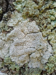 Lecanora caesiorubella