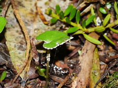 Corybas trilobus