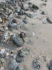 Coenobita brevimanus