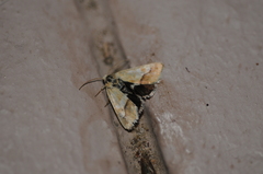 Heliothodes diminutiva