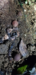 Geastrum