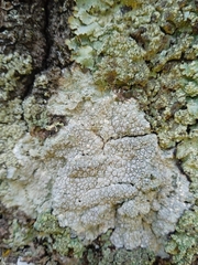 Lecanora caesiorubella