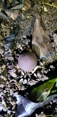 Geastrum
