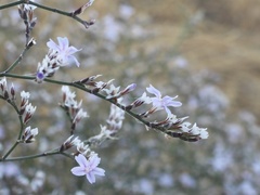 Limonium hibericum