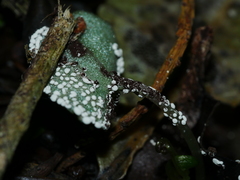 Corybas trilobus