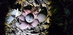 Geastrum