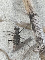 Ellipsoptera marginata