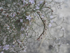 Limonium hibericum