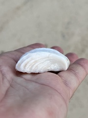 Hippopus