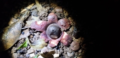 Geastrum