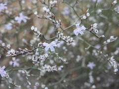 Limonium hibericum