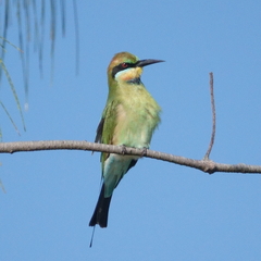 Merops ornatus