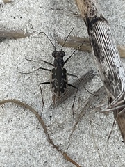 Ellipsoptera marginata