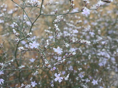 Limonium hibericum