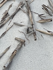 Ellipsoptera marginata