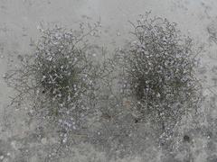 Limonium hibericum