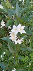 Solanum laxum