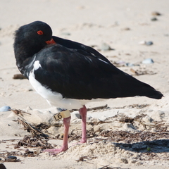 Haematopus longirostris
