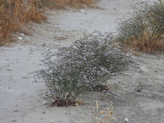 Limonium hibericum