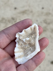Hippopus