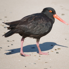 Haematopus fuliginosus