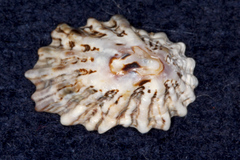 Patelloida corticata