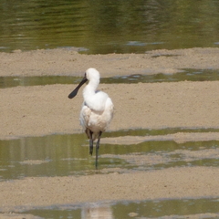 Platalea regia