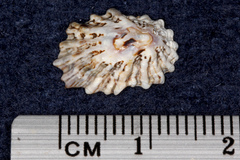 Patelloida corticata