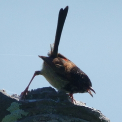 Malurus melanocephalus