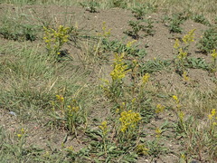 Solidago missouriensis