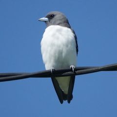 Artamus leucorynchus